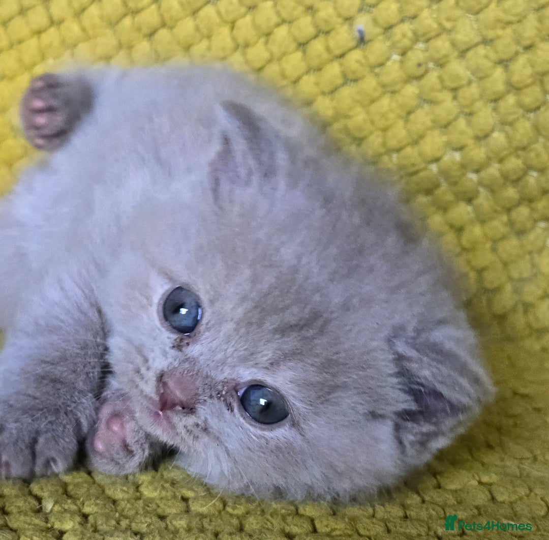 British Shorthair cats for sale: TICA registered British shorthair kittens - Advert 10