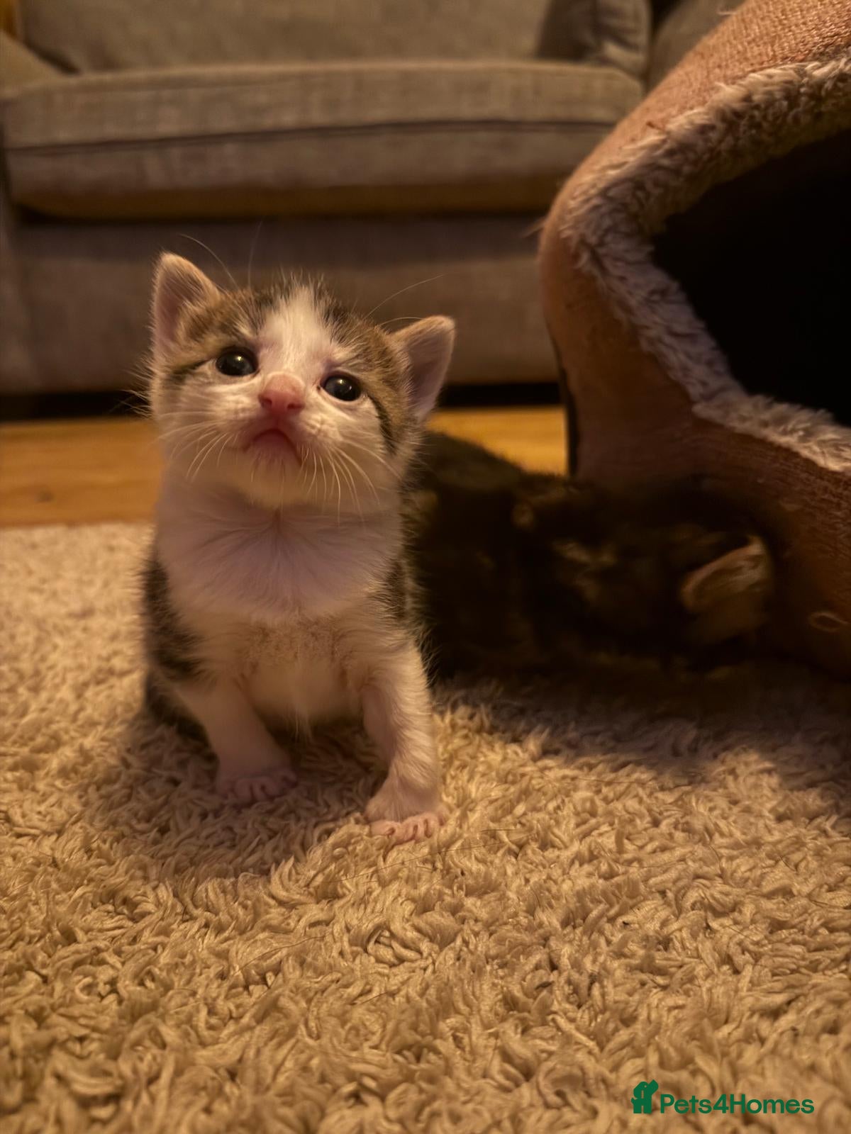 Ragdoll cats Ragdoll/Bengal Mix Kittens  - Advert 10