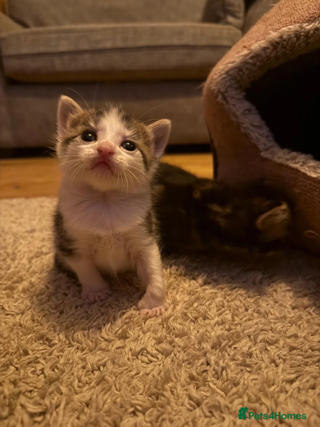 Ragdoll cats for sale: Ragdoll/Bengal Mix Kittens  in Bournemouth - Advert 1