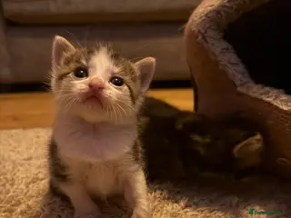 Ragdoll cats Ragdoll/Bengal Mix Kittens - Advert 10