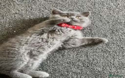 British Shorthair cats for sale: kittens for a new home Forever - Image 2