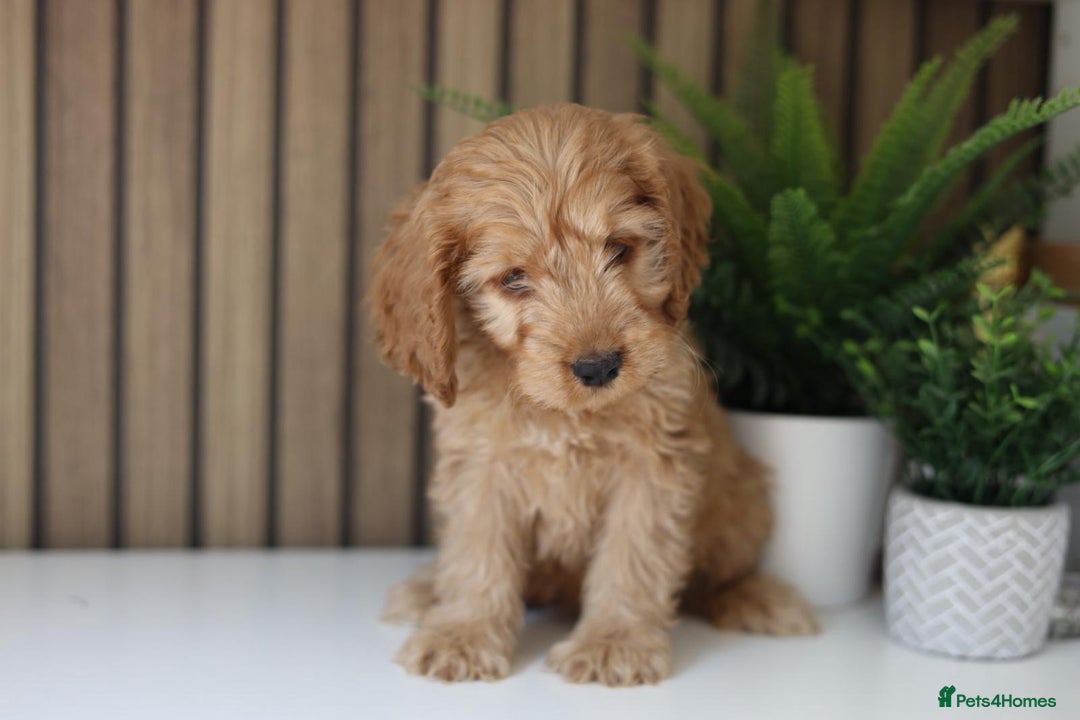 Cavapoo dogs for sale: Red & apricot health tested cavapoo puppies  - Image 7