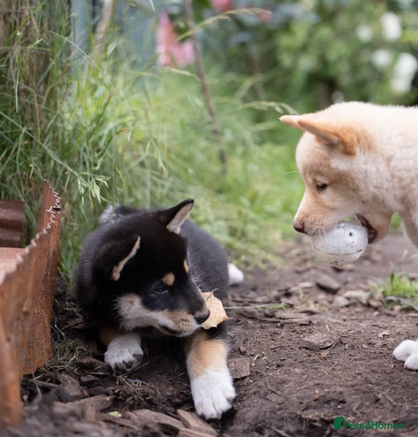 Japanese Shiba Inu dogs Confidence Comes With Time outstanding shiba 🇯🇵 - Advert 15