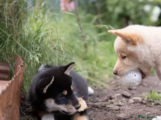 Japanese Shiba Inu dogs Confidence Comes With Time outstanding shiba 🇯🇵 - Advert 15