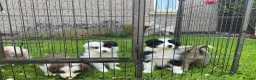 Border Collie dogs for sale: Stunning border collie pups  - Advert 14