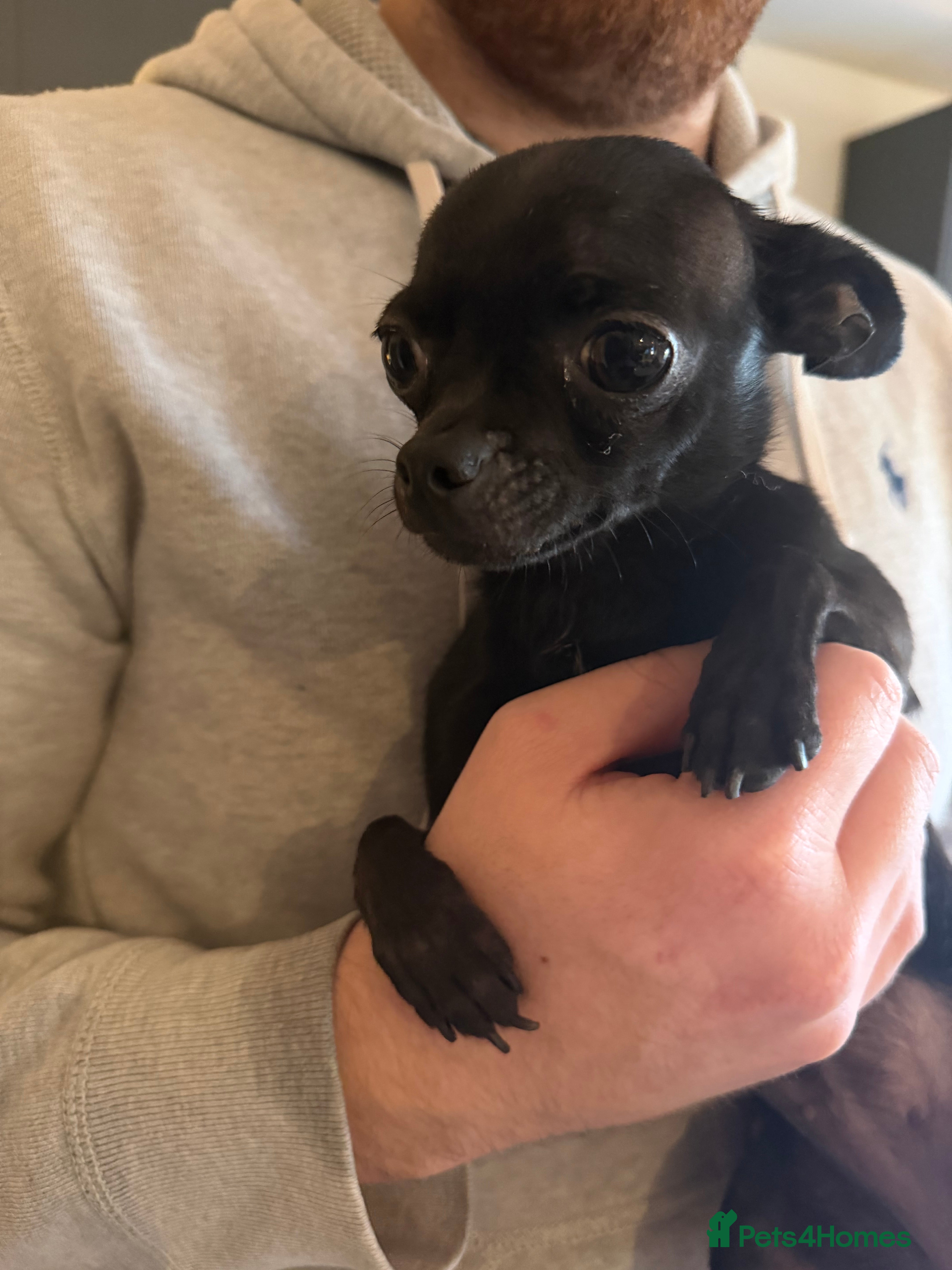 Chihuahua dogs Black Chihuahua  - Advert 1