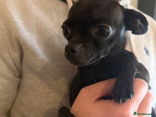 Chihuahua dogs Black Chihuahua - Advert 1