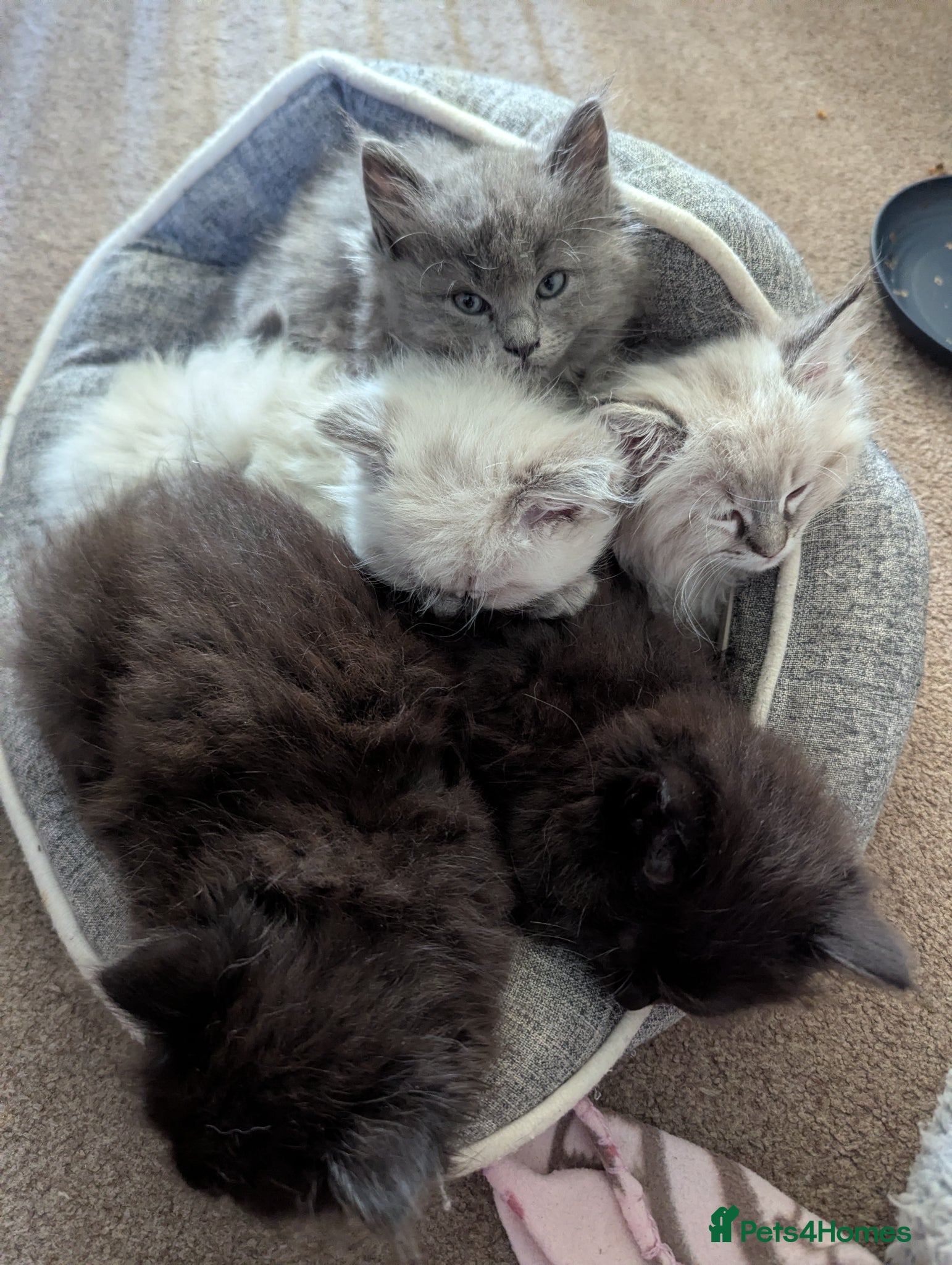 Ragcoon cats Ragdoll x maine coon kittens -bl&w boy & grey girl - Advert 2