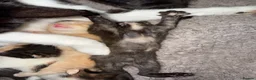 Mixed Breed cats for sale: Mix breed kittens - Advert 16