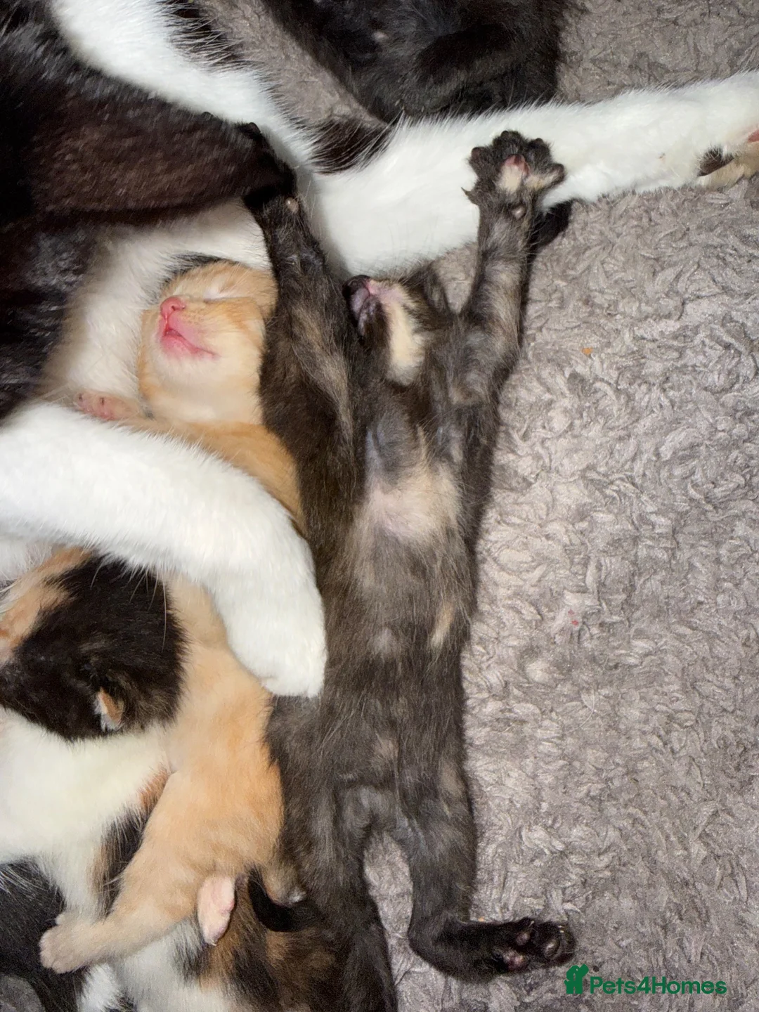 Mixed Breed cats for sale: Mix breed kittens - Advert 16