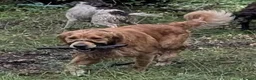 Golden Retriever dogs for sale: KC registered cream golden retriever  - Advert 22