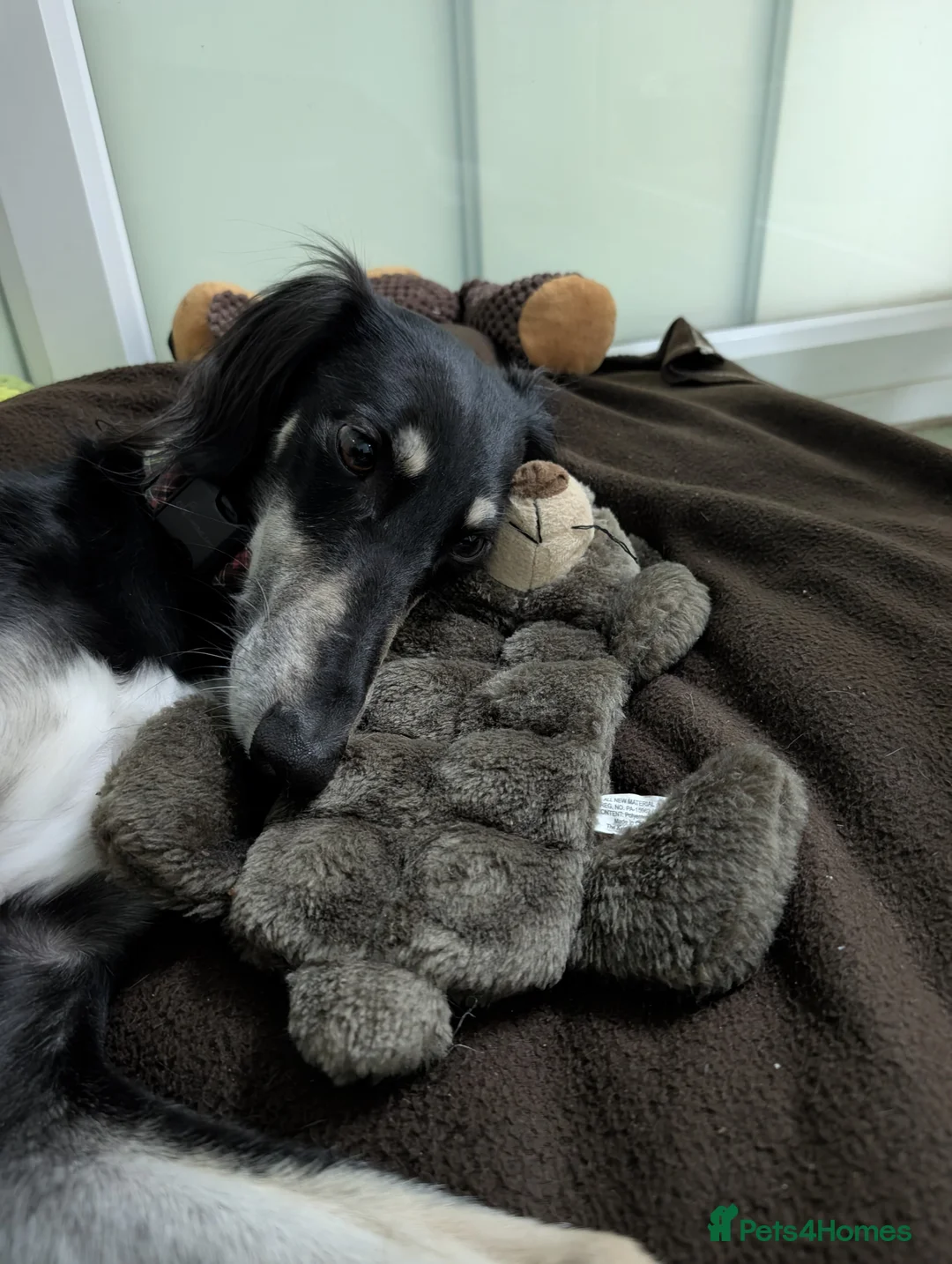 Saluki dogs for adoption: Charlotte - Advert 4