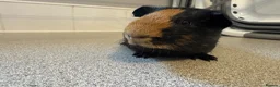 Guinea Pig rodents for sale: 4 month old lovely little sow  - Advert 7