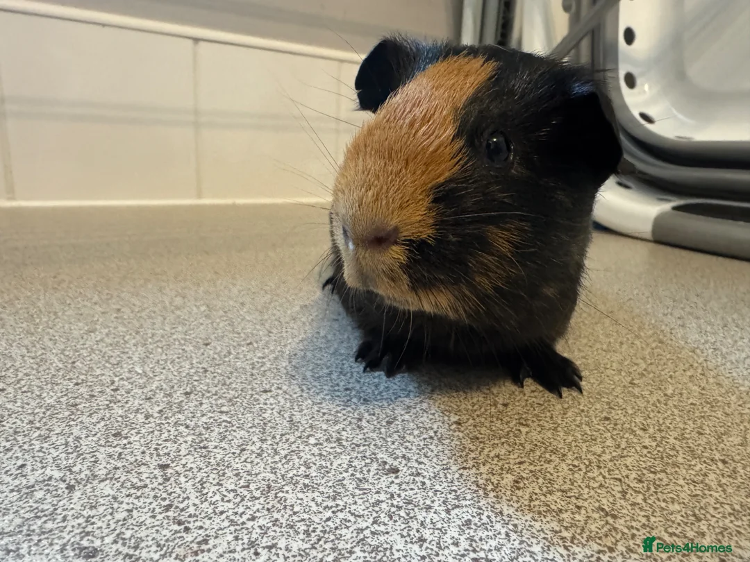 Guinea Pig rodents for sale: 4 month old lovely little sow  - Advert 7