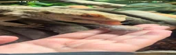 Bearded Dragon reptiles for sale: Friendly bearded dragon  - Advert 4
