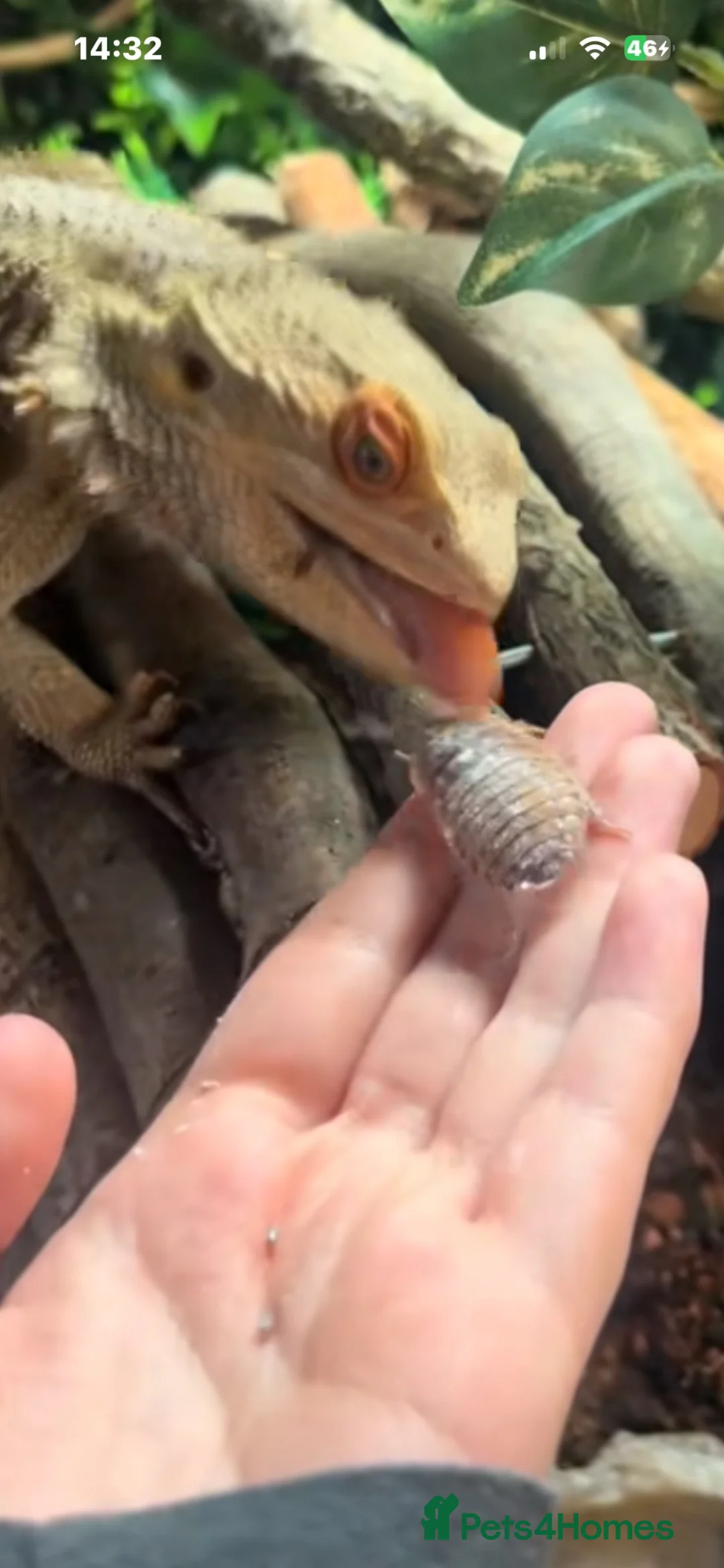 Bearded Dragon reptiles for sale: Friendly bearded dragon  - Advert 4