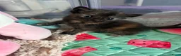 Exotic cats for sale: Exotic Persian shorthair in Saint Austell - Advert 6