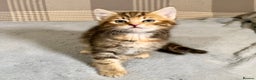 Mixed Breed cats for sale: Gorgeous Ginger And Tortoiseshell Female Kittens - Advert 14