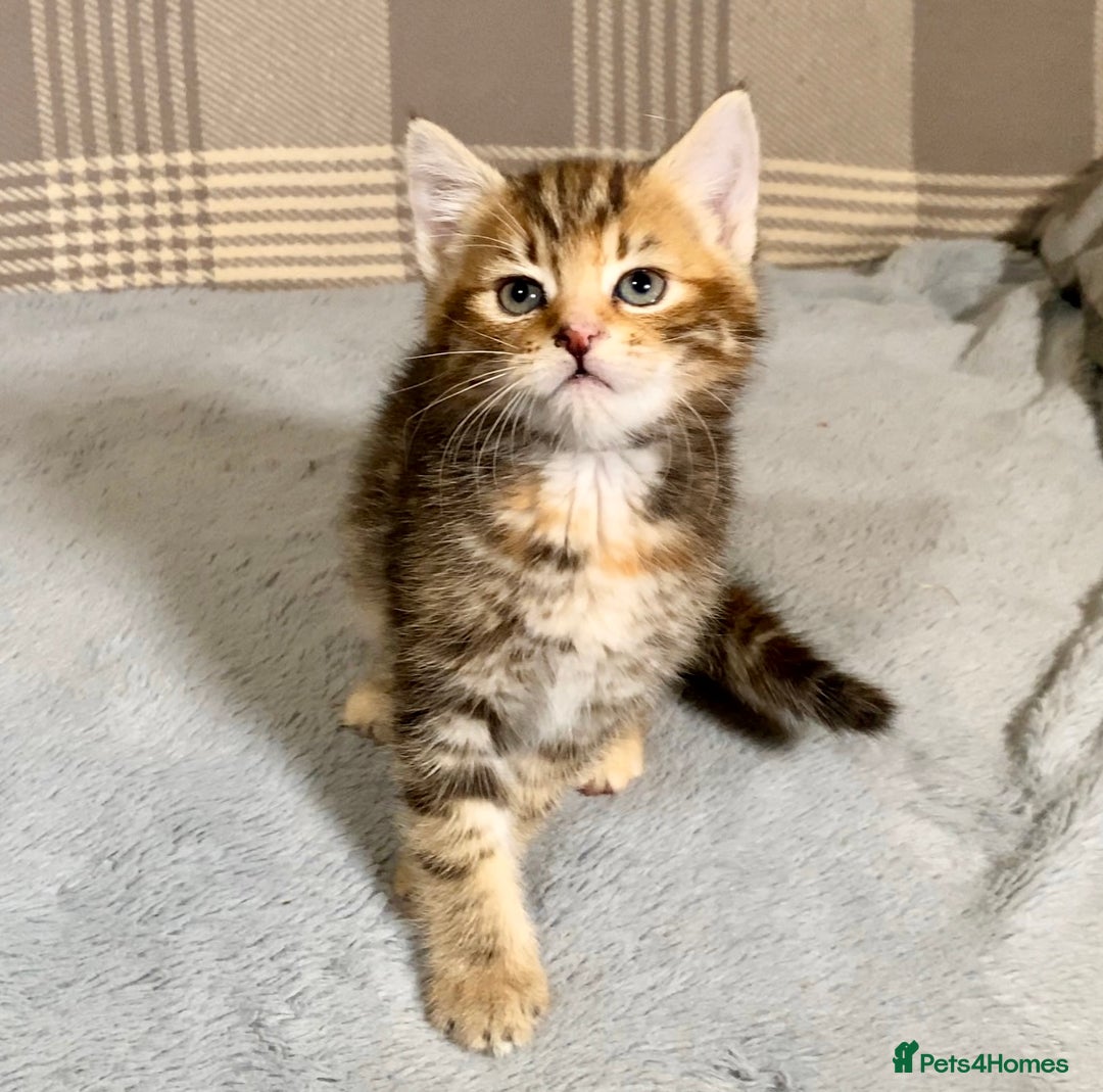 Mixed Breed cats for sale: Gorgeous Ginger And Tortoiseshell Female Kittens - Advert 14