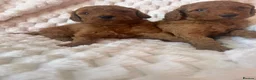 Labradoodle dogs for sale: Ready F1b labradoodle curl red health test parent  - Advert 31