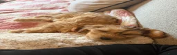 Cockapoo dogs for sale: Cockapoo girl  - Advert 3