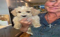 Cockapoo dogs for sale: F2b Cockapoo well handled & social  - Image 16