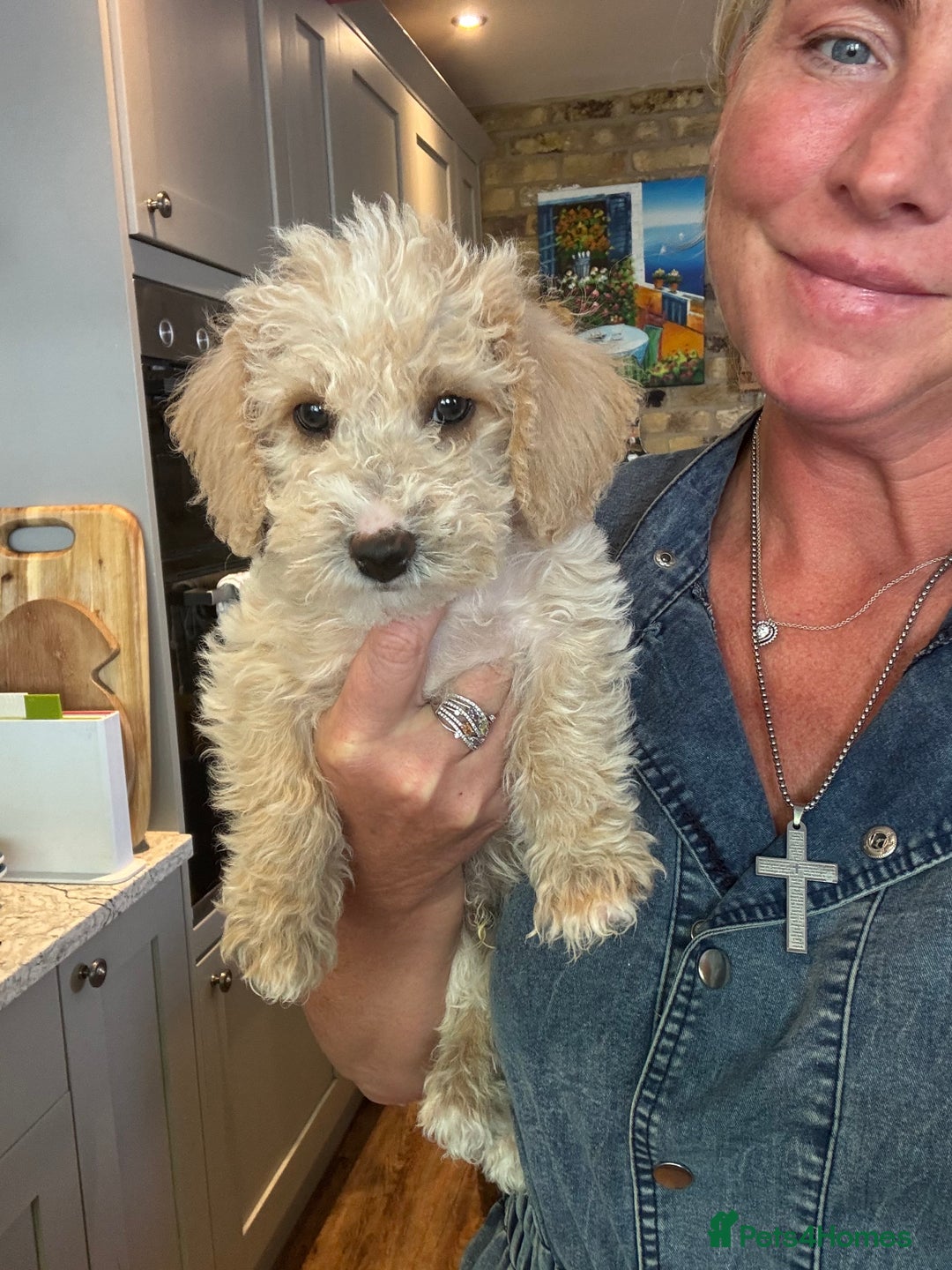 Cockapoo dogs for sale: F2b Cockapoo well handled & social  - Image 16