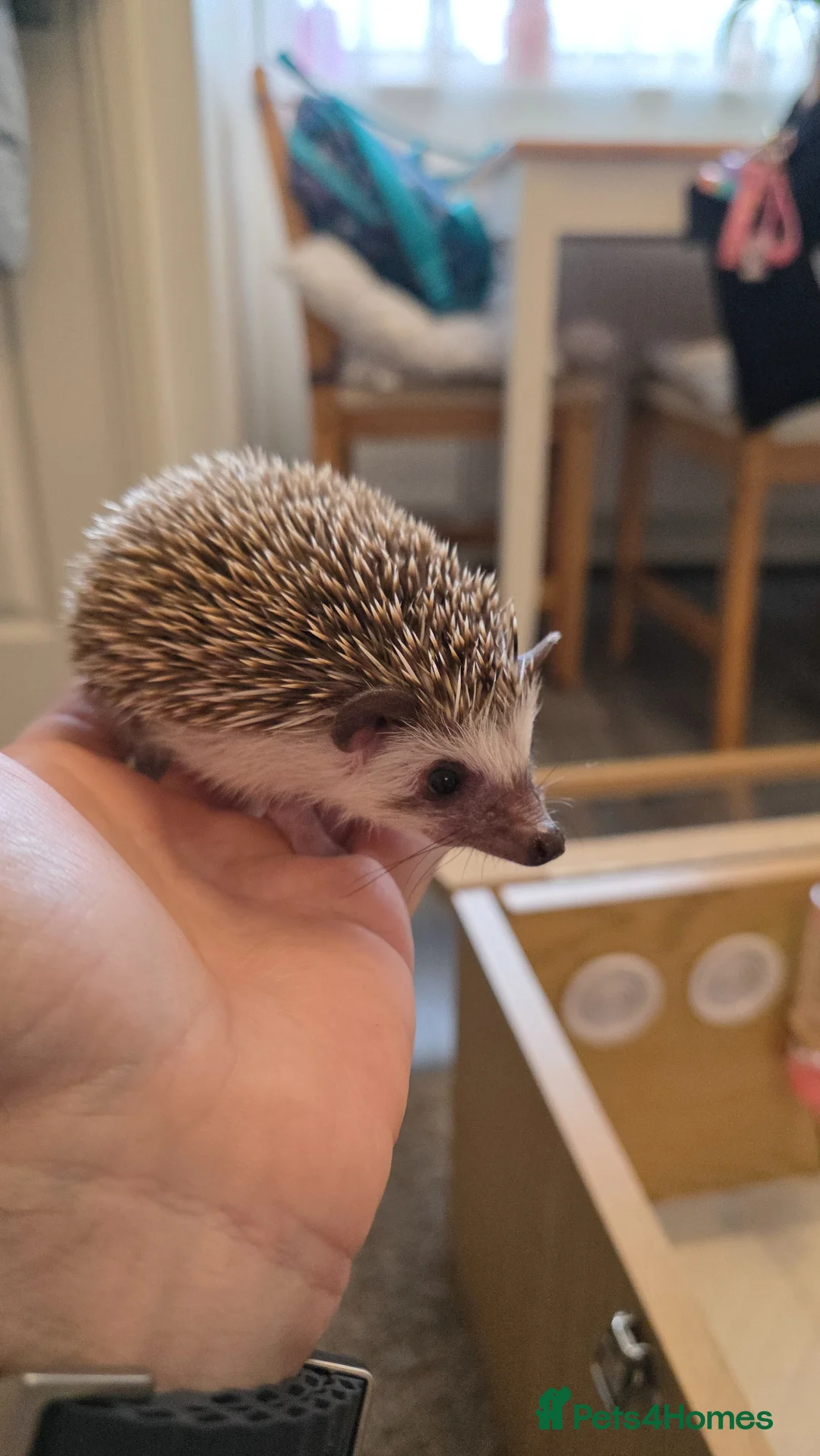 Pygmy Hedgehog rodents for sale: 8 weeks old hedgehogs ready to move - Advert 1