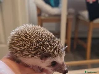 Pygmy Hedgehog rodents 8 weeks old hedgehogs ready to move - Advert 1