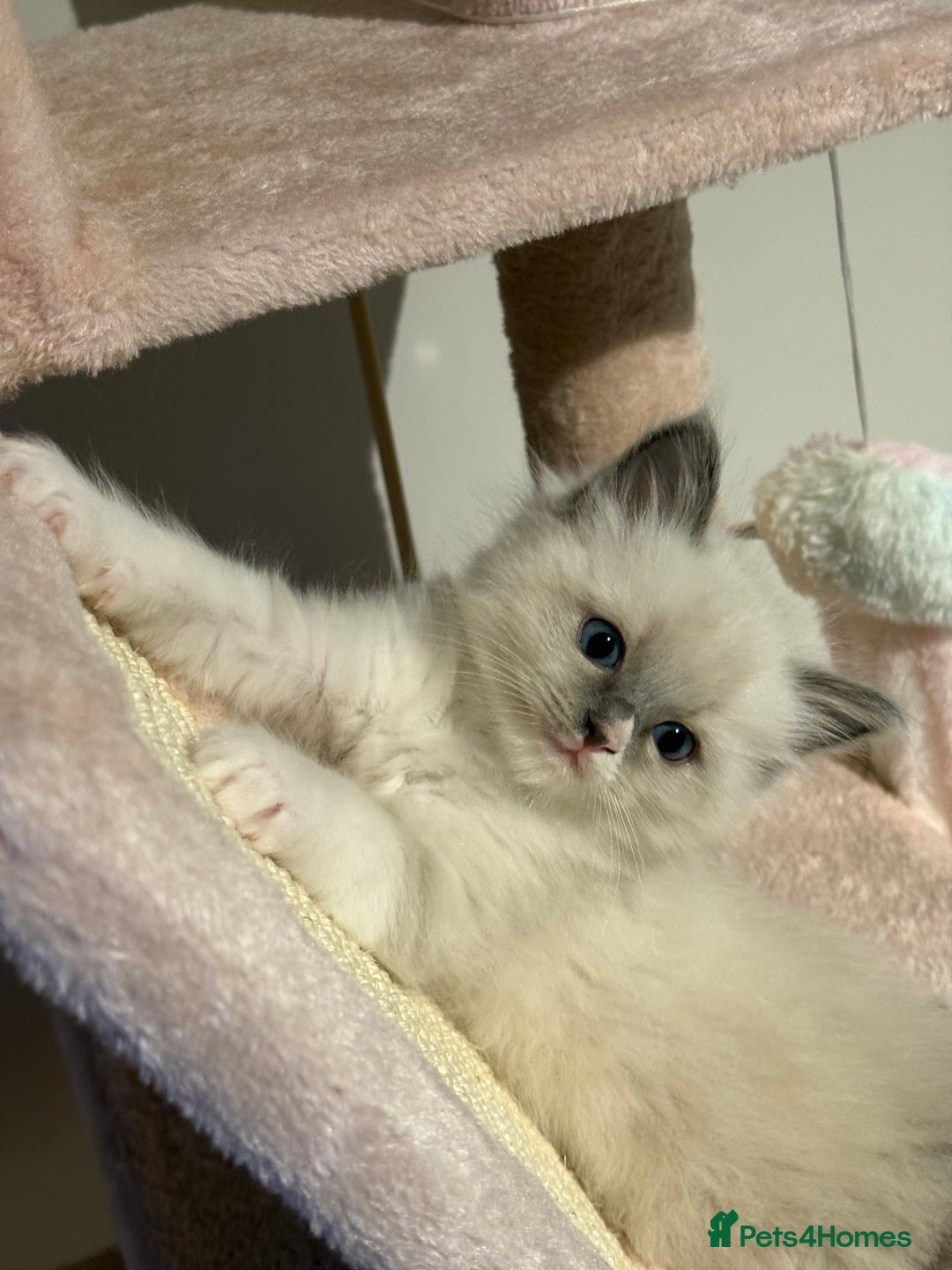 Ragdoll cats for sale: Purebred Ragdolls – Ready to Reserve Now 🍼 - Advert 11