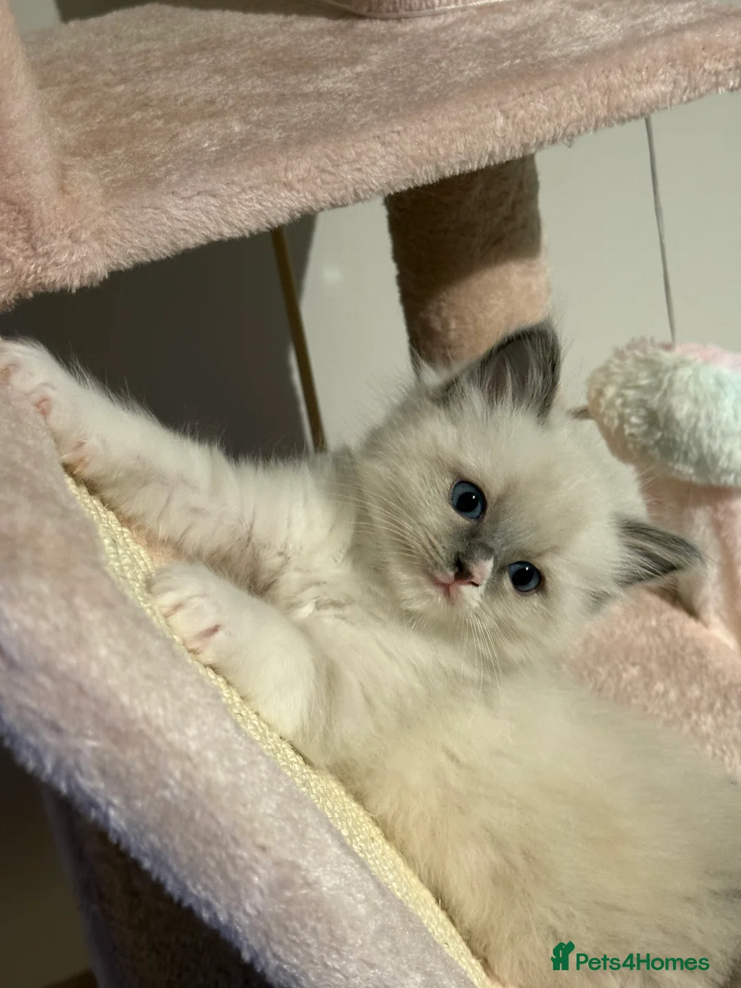 Ragdoll cats for sale: European Purebred Female Ragdoll 🩷 - Advert 14