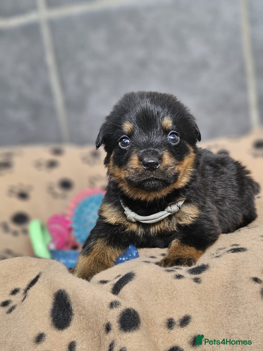 Rottweiler dogs for sale: Stunning Rottweiler puppy’s  - Image 4