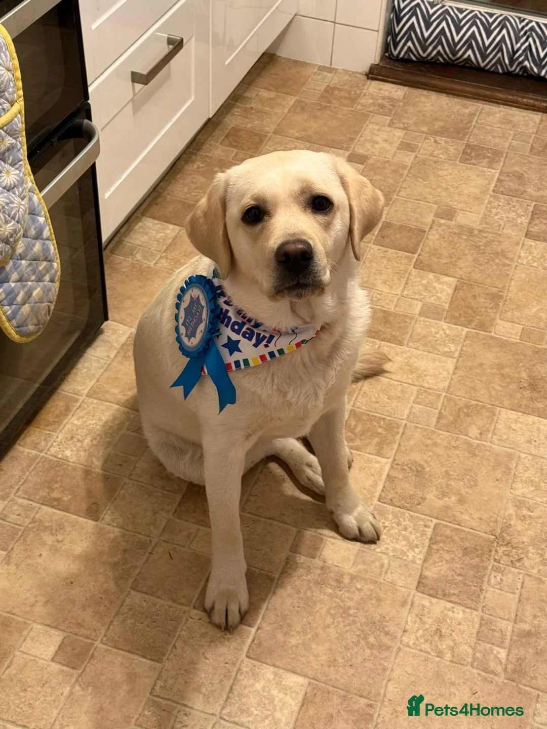 Labrador Retriever dogs for sale: Beautiful litter of Pedigree Yellow Labrador   in Waltham Abbey - Advert 1