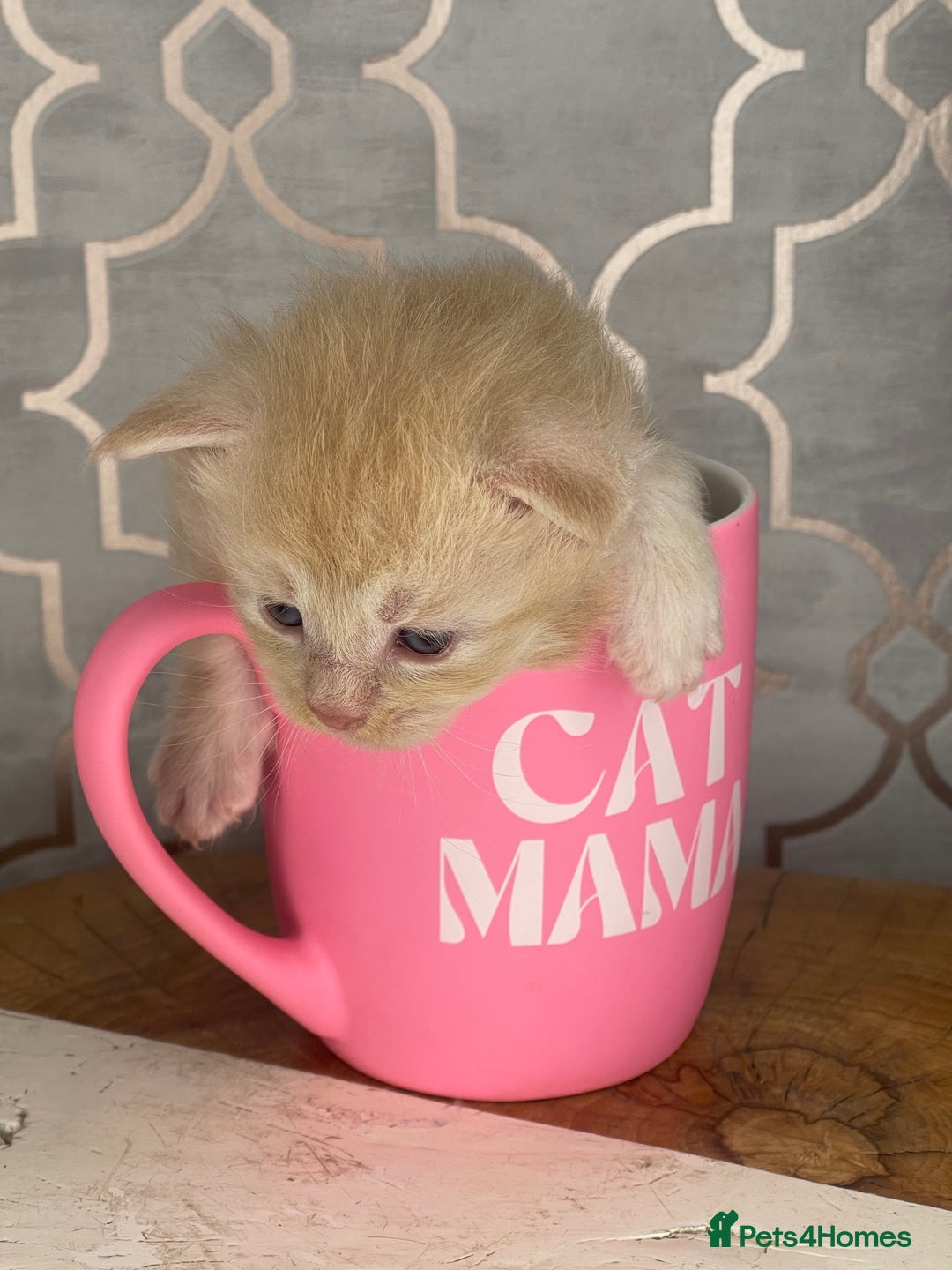 Maine Coon cats for sale: 🐾💛5 Sweet Maine Coons looking for forever home💛 - Advert 35