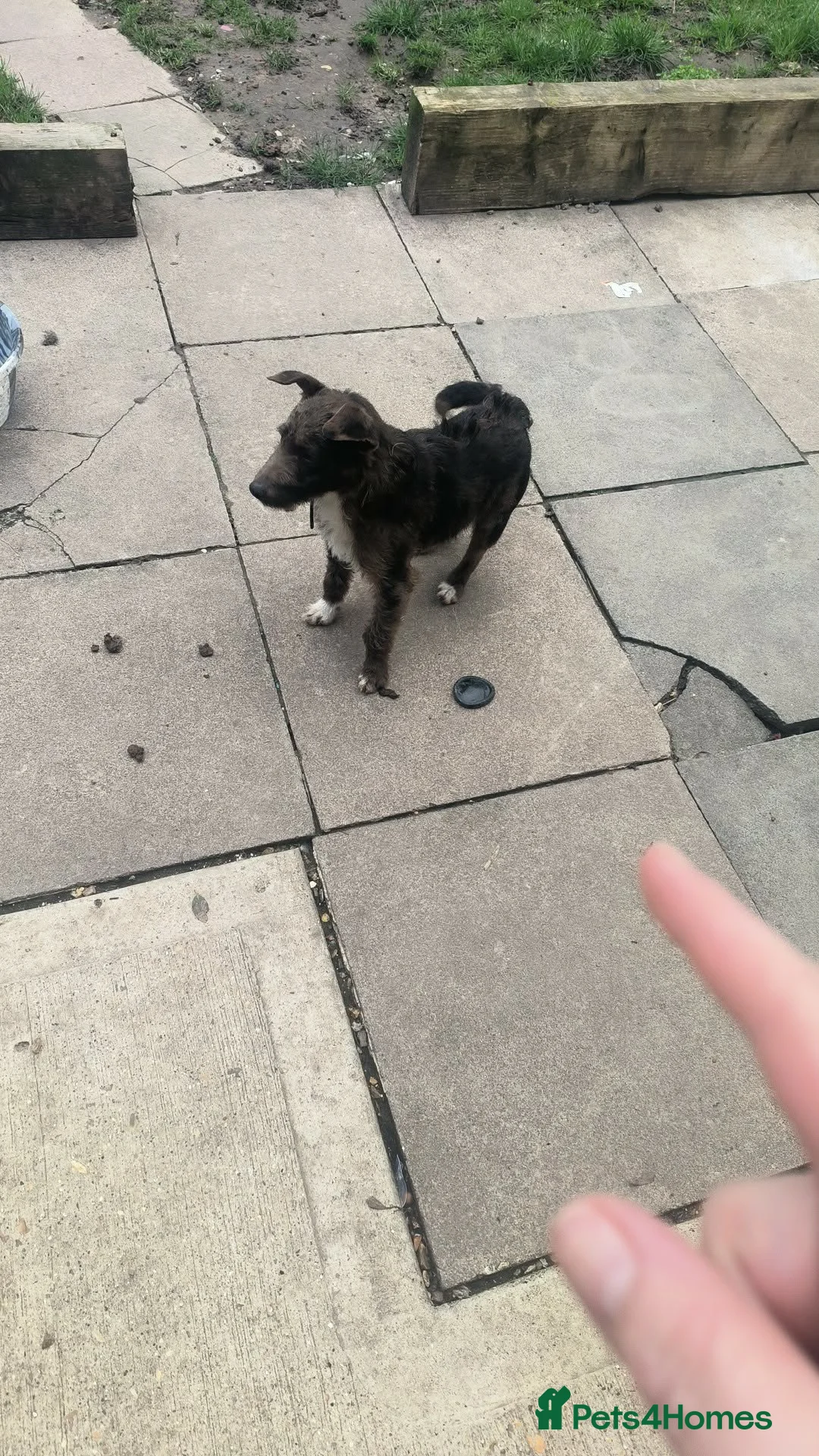 Jack Russell dogs for sale: 8 month jack Russell Male in Wisbech - Advert 3