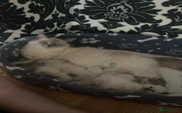 Ragdoll cats for sale: Pure ragdoll kittens ready to leave now ‼️ - Image 9