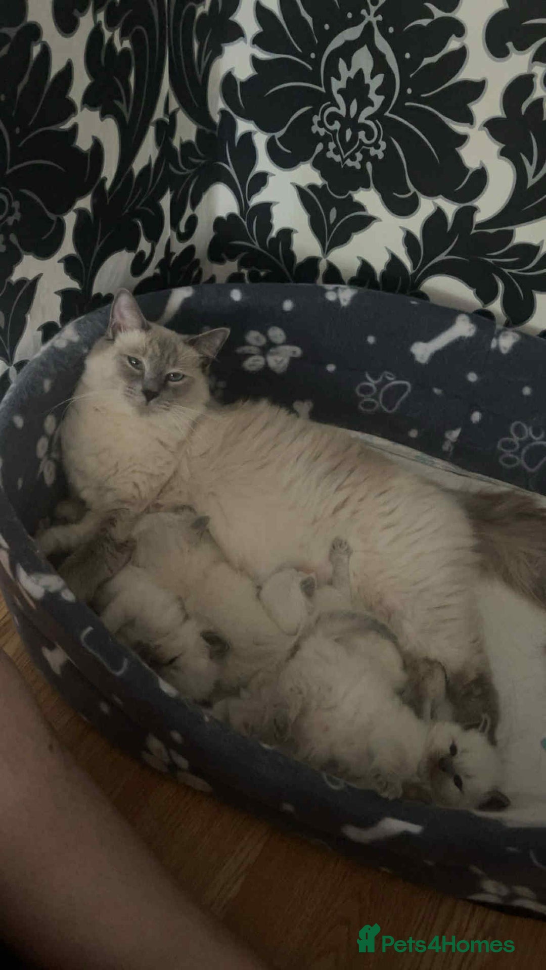 Ragdoll cats for sale: Pure ragdoll kittens ready to leave now ‼️ - Image 9