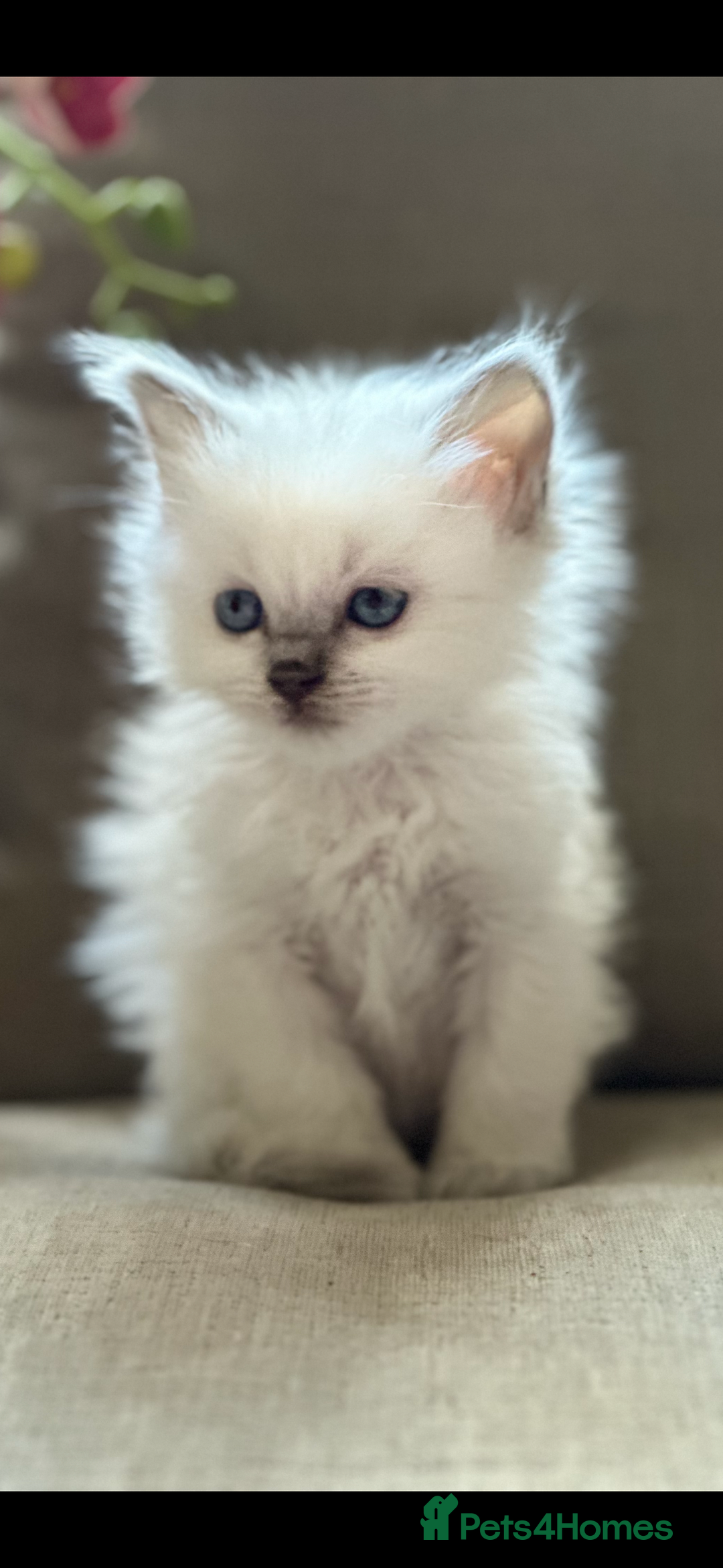 Ragdoll cats for sale: 🎀🦋 Stunning GCCF reg Kittens 🦋🎀 - Advert 10