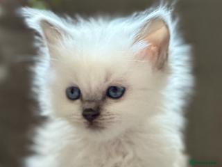Ragdoll cats 🦋 STUNNING GCCF BLUE-STORM 🦋 - Advert 5