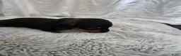 Miniature Dachshund dogs for sale: 3 beautiful male miniature daschunds avaliabke in Plymouth - Advert 9