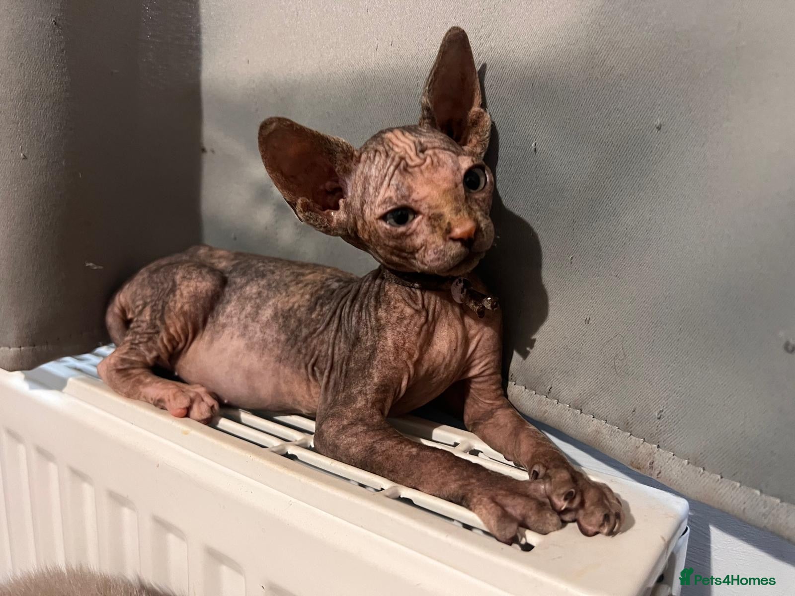 Sphynx cats Adorable Canadian Sphynx Kittens - Advert 6