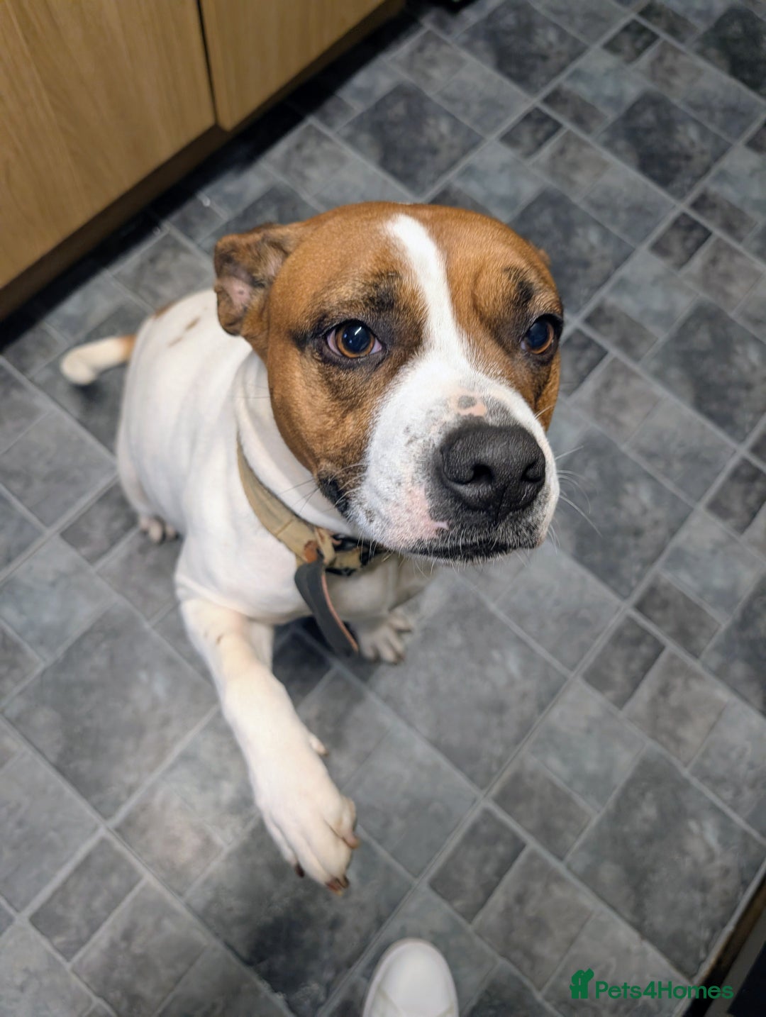 Mixed Breed dogs for sale: Staffy X pups  - Advert 17