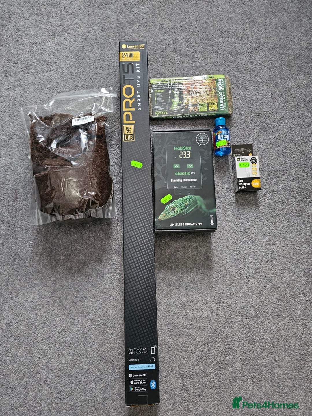 Tortoise reptiles for sale: Red Footed Tortoise for sale to a good home - Advert 8