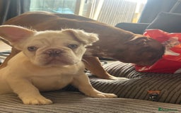 French Bulldog dogs for sale: Velvet and Fluffy french bulldogs  - Image 18