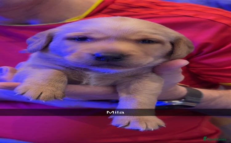 Labrador Retriever dogs 🐾 Beautiful Fox Red Labrador Puppies🐾 - Advert 10