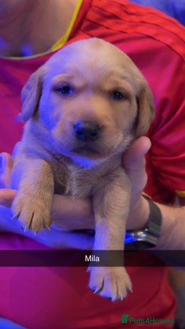 Labrador Retriever dogs 🐾 Beautiful Fox Red Labrador Puppies🐾 - Advert 10