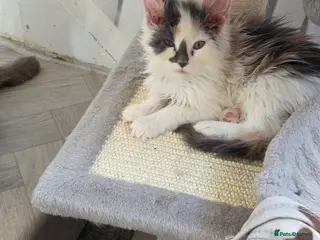 Maine Coon cats STUNNING MAINE COON KITTENS - Advert 9