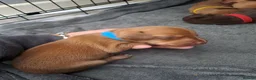Chiweenie dogs for sale: Dachshund  - Advert 15