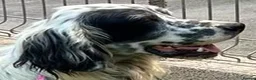 English Setter dogs for adoption: Nax   - Advert 3