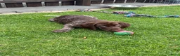 German Shorthaired Pointer dogs for sale: German Shorthaired Pointer Puppies  - Advert 12